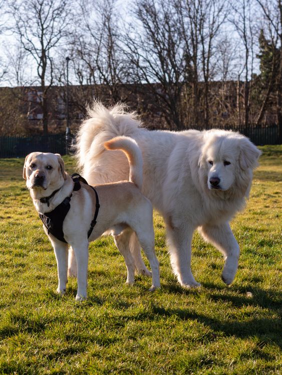 A Labrador and a Great Pyrenees enjoying time outside